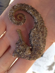 Hippocampus ingens