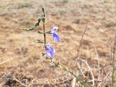Salvia reptans