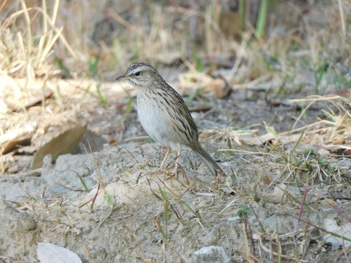 Upland Pipit (Anthus sylvanus)