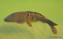 Cyprinus rubrofuscus