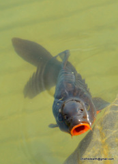 Cyprinus rubrofuscus