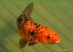 Cyprinus rubrofuscus
