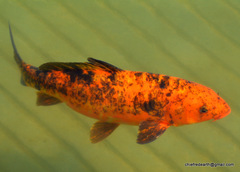 Cyprinus rubrofuscus