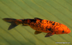 Cyprinus rubrofuscus
