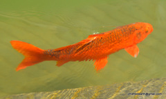 Cyprinus rubrofuscus