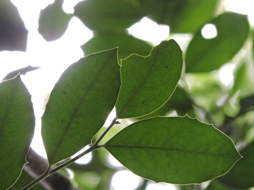 Citronella gongonha, photograph 4