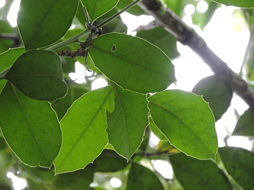 Citronella gongonha, photograph 5