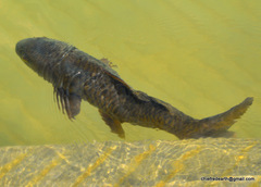 Cyprinus rubrofuscus