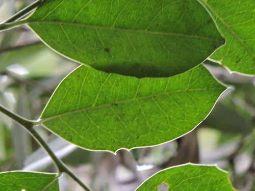 Citronella gongonha, photograph 6