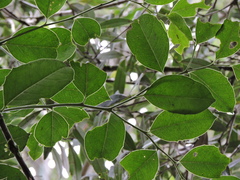 Fabrício Mil Homens Riella, CC BY, iNaturalist via GBIF Citronella gongonha, photograph Fabrício Mil Homens Riella, CC BY, iNaturalist via GBIF