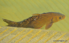 Cyprinus rubrofuscus