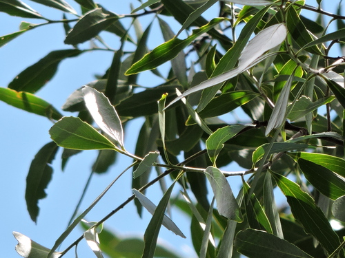 Image of Quillaja lancifolia by (c) Fabrício Mil Homens Riella, some rights reserved (CC BY)