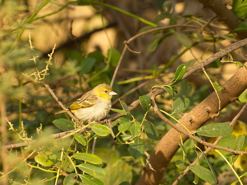 Little Weaver (Ploceus luteolus), photo 8