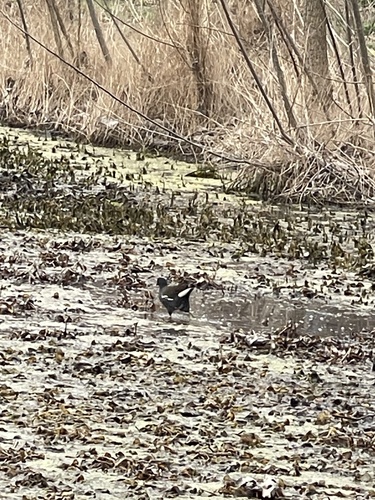 Eurasian Moorhen