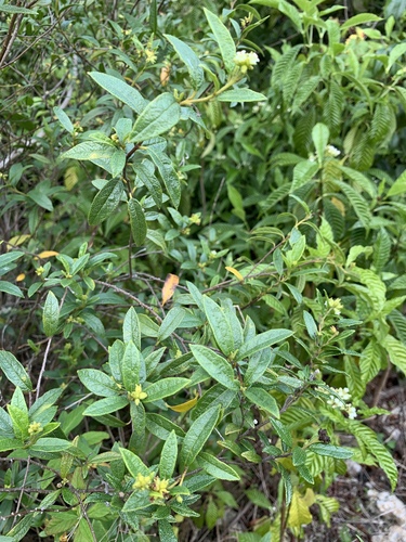 Varronia bahamensis image