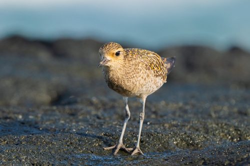 Chorlito dorado siberiano (Pluvialis fulva)