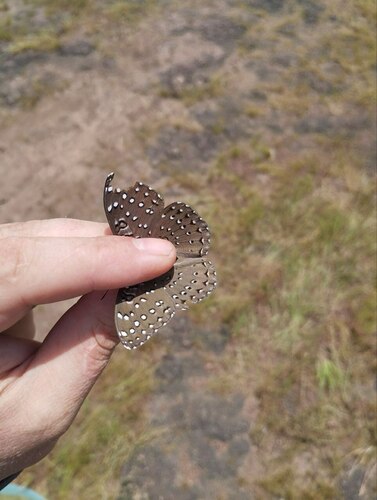Guineafowl Butterfly
