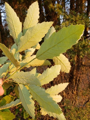 Mexican red oak