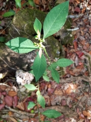 Euphorbia heterophylla var. cyathophora image