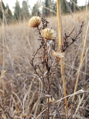 Symphyotrichum moranense