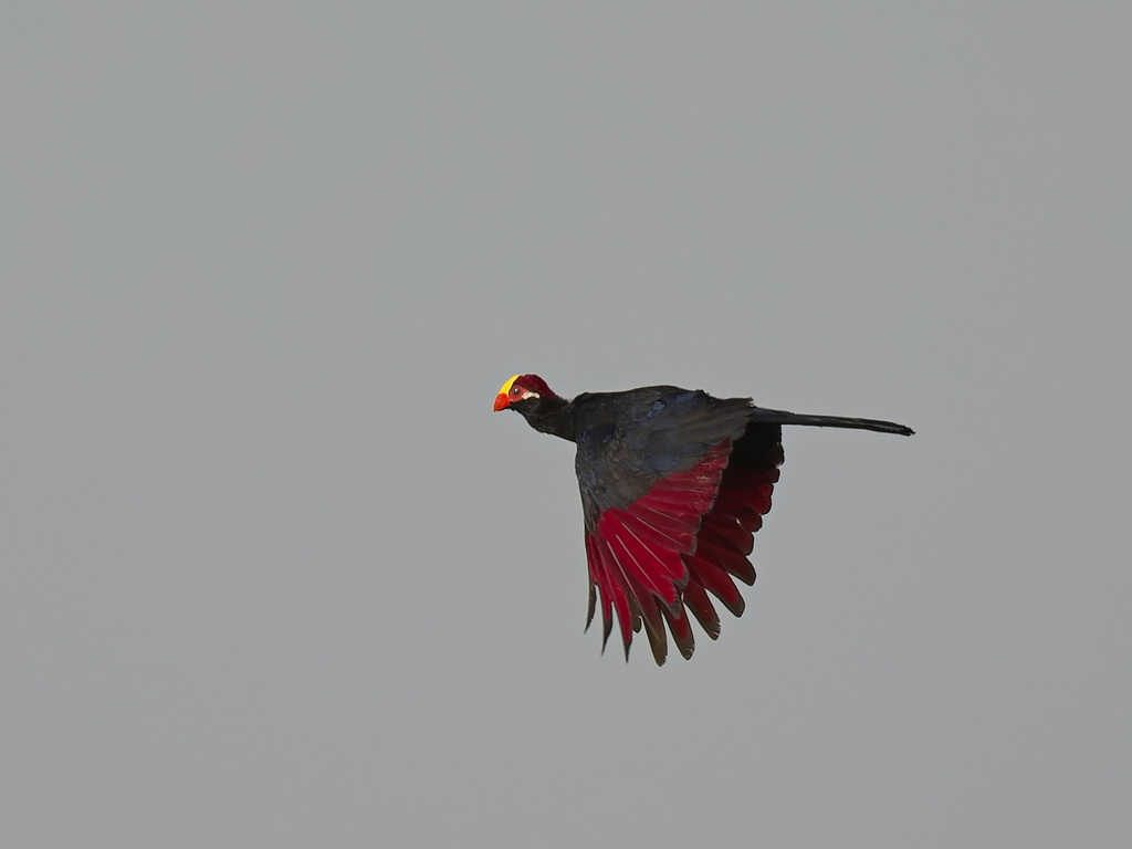 Violet Turaco