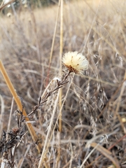Symphyotrichum moranense