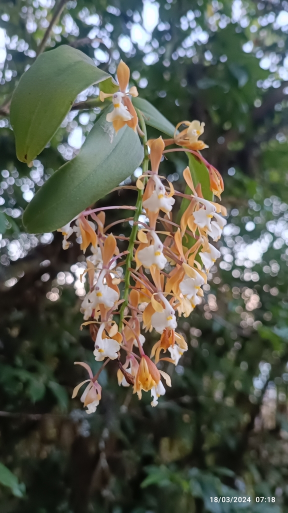 Epidendrum greenwoodii Hágsater 2