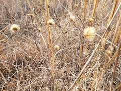 Symphyotrichum moranense