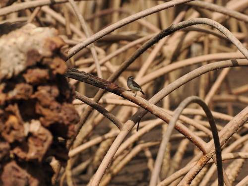 Mangrove Sunbird (Anthreptes gabonicus), photo 10