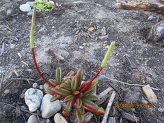Peperomia graveolens