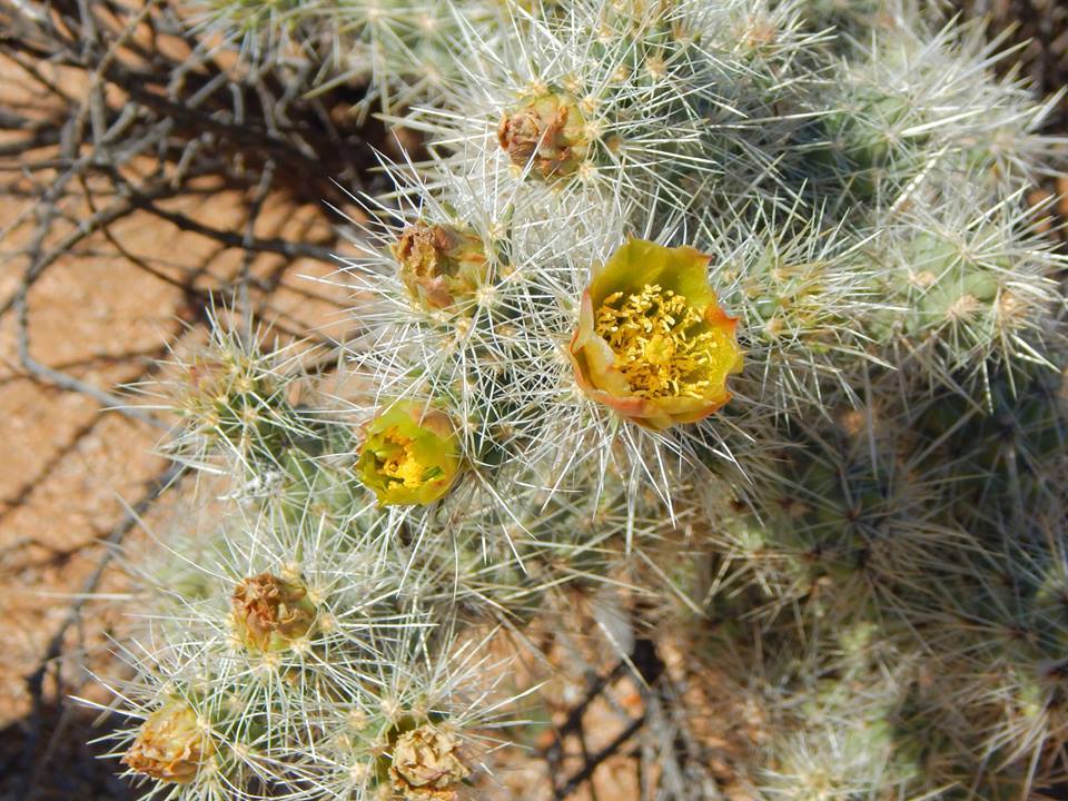 Cylindropuntia echinocarpa