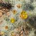 Silver Cholla - Photo (c) klaudia, some rights reserved (CC BY-NC), uploaded by klaudia