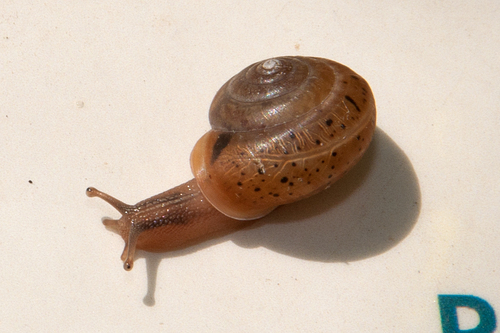 Incarnate Snail