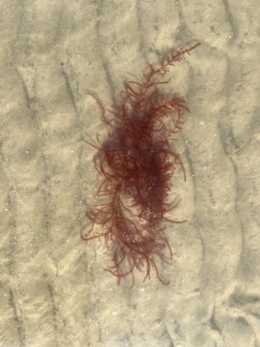 Representative image of Dasya baillouviana