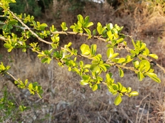Condalia velutina