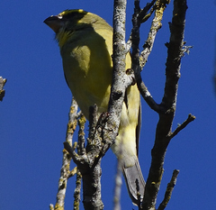 Crithagra sulphurata