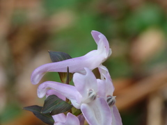 Corydalis cava cava