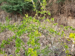 Condalia velutina