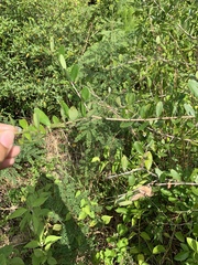 Forestiera segregata