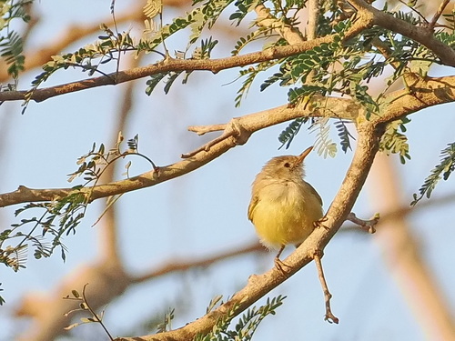 Senegal Eremomela (Eremomela pusilla)