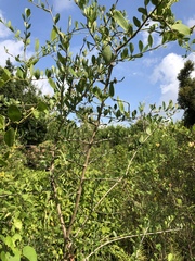 Forestiera segregata