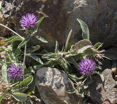 Centaurea hyalolepis