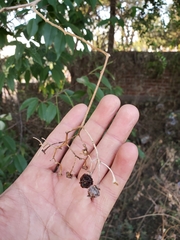 Solanum dulcamaroides