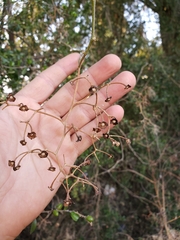 Solanum dulcamaroides