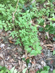 Parietaria floridana
