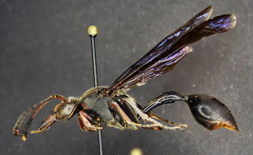 Delta bonellii