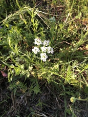 Bifora