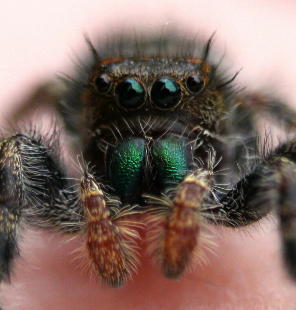 Bold Jumping Spider