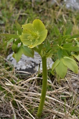Helleborastrum