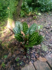 Goeppertia veitchiana